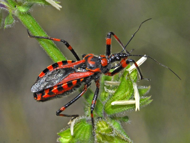 Reduviidae:  Rhynocoris rubricus